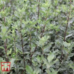 Garrya Elliptica -Cheap Tree Foliage Store GARR T44294 D