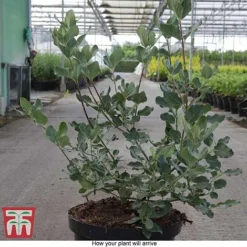 Garrya Elliptica -Cheap Tree Foliage Store GARR T44294 E