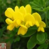 Genista 'Porlock' -Cheap Tree Foliage Store GENI TKA0781 A