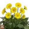Gerbera Garvinea 'Sweet Smile'