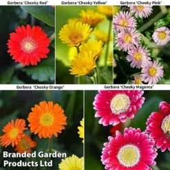 Gerbera Garvinea 'Cheeky Collection' -Cheap Tree Foliage Store GERBERA COLL