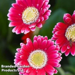 Gerbera Garvinea 'Cheeky Collection' -Cheap Tree Foliage Store GERB CHEEKMAGE A