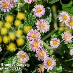 Gerbera Garvinea 'Cheeky Collection' -Cheap Tree Foliage Store GERB CHEEKPINK F