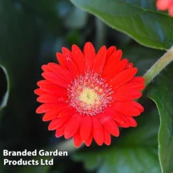 Gerbera Garvinea 'Cheeky Collection' -Cheap Tree Foliage Store GERB CHEEKRED G
