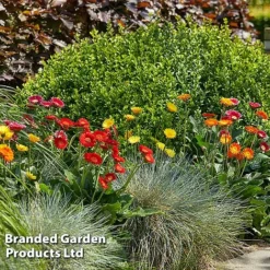 Gerbera Garvinea 'Cheeky Collection' -Cheap Tree Foliage Store GERB CHEEKYMIX S49056