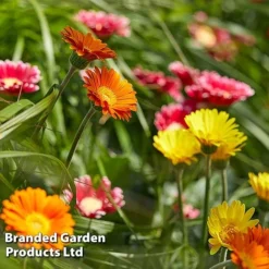 Gerbera Garvinea 'Cheeky Collection' -Cheap Tree Foliage Store GERB CHEEKYMIX S49058