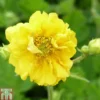 Geum 'Sunrise' 1 Geum 'Sunrise' -Cheap Tree Foliage Store GEUM T82209 A