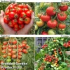 Tomato Collection (Grafted) -Cheap Tree Foliage Store GRAFT TOM COL
