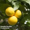 Grapefruit Plant -Cheap Tree Foliage Store GRAPEFRUIT KC5367 A