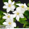 Gardenia Jasminoides 'Kleim's Hardy' -Cheap Tree Foliage Store Gardenia kleim 1