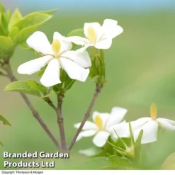 Gardenia Jasminoides 'Kleim's Hardy' -Cheap Tree Foliage Store Gardenia kleim 3
