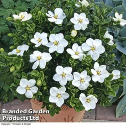 Gardenia Jasminoides 'Kleim's Hardy' -Cheap Tree Foliage Store Gardenia kleim 4