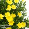 Halimium 'April Sun' 1 Halimium 'April Sun' -Cheap Tree Foliage Store HALI APRILSUN S17147