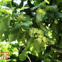 Corylus Avellana (Hedging) -Cheap Tree Foliage Store HAZE KB3244 A