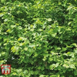 Corylus Avellana (Hedging) -Cheap Tree Foliage Store HAZE KB3244 B