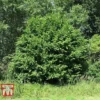 Corylus Avellana (Hedging) 2 Corylus Avellana (Hedging) -Cheap Tree Foliage Store HAZE KB3244 D