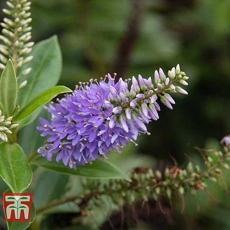 Hebe 'Mrs Winder' 3 Hebe 'Mrs Winder'