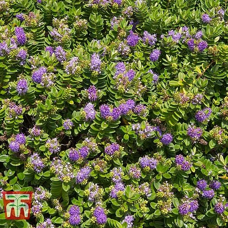 Hebe 'Mrs Winder' 4 Hebe 'Mrs Winder' - Image 2