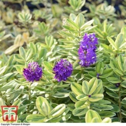 Hebe 'Silver Queen' -Cheap Tree Foliage Store HEBE 8028 A1