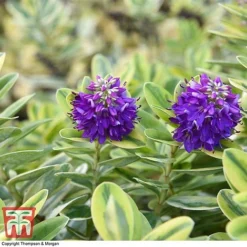 Hebe 'Silver Queen' -Cheap Tree Foliage Store HEBE 8028 A2