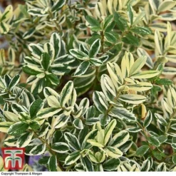 Hebe 'Silver Queen' -Cheap Tree Foliage Store HEBE T28594 A1
