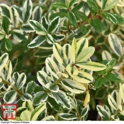 Hebe 'Silver Queen' -Cheap Tree Foliage Store HEBE T28596 A1
