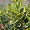 Hebe 'Silver Queen' -Cheap Tree Foliage Store HEBE T80289 B