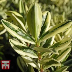 Hebe 'Silver Queen' -Cheap Tree Foliage Store HEBE WKB5077 B