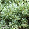 Hebe Topiaria -Cheap Tree Foliage Store HEBE TOPIARIA W48305
