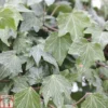 Hedera Helix 'Green Ripple' -Cheap Tree Foliage Store HEDE TKA0897 A