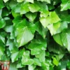 Hedera Helix 'Arborescens' -Cheap Tree Foliage Store HEDE ARBORESCE L06922W