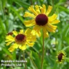 Helenium Tip Top -Cheap Tree Foliage Store HELE KA5443 A