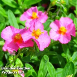 Helianthemum Ben Hope 7 Helianthemum Ben Hope -Cheap Tree Foliage Store HELI 64196 C