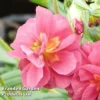 Helianthemum Cerise Queen -Cheap Tree Foliage Store HELI 64200 A