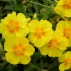 Helianthemum 'Ben Fhada' -Cheap Tree Foliage Store HELI T64194 A h