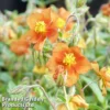 Helianthemum 'Bronze Carpet' -Cheap Tree Foliage Store HELI BRONZECAR1