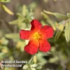Helianthemum 'Fire Dragon' 2 Helianthemum 'Fire Dragon' -Cheap Tree Foliage Store HELI FIREDRAGO L44962