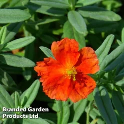 Helianthemum 'Fire Dragon' -Cheap Tree Foliage Store HELI FIREDRAGO S45008