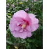 Hibiscus Syriacus 'Lavender Chiffon' 2 Hibiscus Syriacus 'Lavender Chiffon' -Cheap Tree Foliage Store HIBI T67943 A h