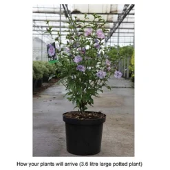 Hibiscus Syriacus 'Lavender Chiffon' -Cheap Tree Foliage Store HIBI T67943 B h