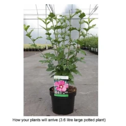Hibiscus Syriacus 'Woodbridge' 20 Hibiscus Syriacus 'Woodbridge' -Cheap Tree Foliage Store HIBI T67967 B h
