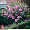 Hibiscus Syriacus 'Woodbridge' -Cheap Tree Foliage Store HIBI T67967 C