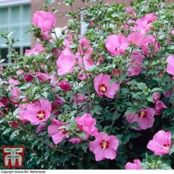 Hibiscus Syriacus 'Woodbridge' 16 Hibiscus Syriacus 'Woodbridge' -Cheap Tree Foliage Store HIBI T67967 D