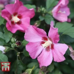 Hibiscus Syriacus 'Woodbridge' 21 Hibiscus Syriacus 'Woodbridge' -Cheap Tree Foliage Store HIBI T67967 E
