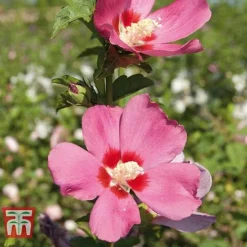 Hibiscus Syriacus 'Woodbridge' 22 Hibiscus Syriacus 'Woodbridge' -Cheap Tree Foliage Store HIBI T67967 F