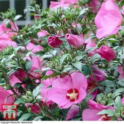 Hibiscus Syriacus 'Woodbridge' 23 Hibiscus Syriacus 'Woodbridge' -Cheap Tree Foliage Store HIBI T67967 G