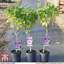 Hibiscus Syriacus 'Woodbridge' 17 Hibiscus Syriacus 'Woodbridge' -Cheap Tree Foliage Store HIBI T67967 G1