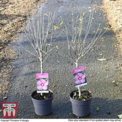 Hibiscus Syriacus 'Woodbridge' 18 Hibiscus Syriacus 'Woodbridge' -Cheap Tree Foliage Store HIBI T67967 H