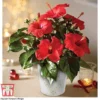Hibiscus 'Festive Flair' - Gift -Cheap Tree Foliage Store HIBI TG24284 A