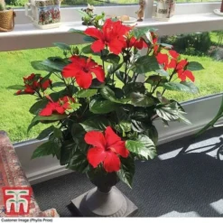 Hibiscus 'Festive Flair' - Gift -Cheap Tree Foliage Store HIBI TG24284 D